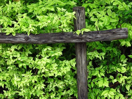 green leaf of bush wall with fence in gardenの写真素材