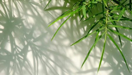 green bamboo leaf of tree with shadow on white wallの写真素材