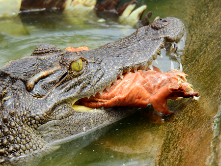 Crocodile eats roasted duckの写真素材