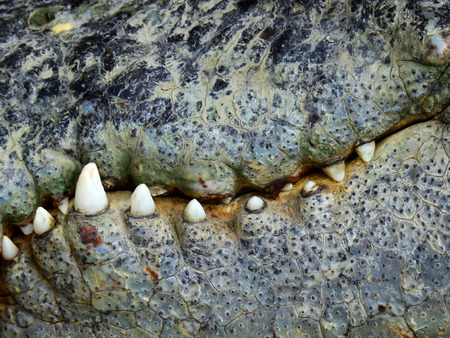 closeup of the mouth and teeth of a crocodileの写真素材