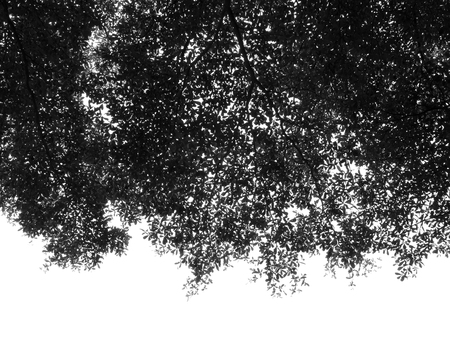 silhouette leaf treeの写真素材