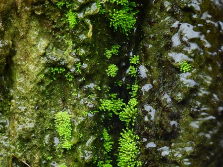 moss on stone in waterfall closeupの写真素材
