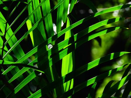palm leaf of tree in sunlight with shadow