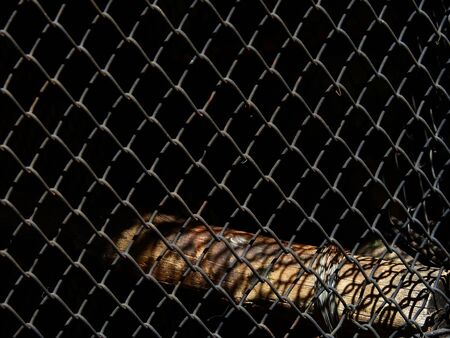 wire mesh of cage design backgroundの写真素材