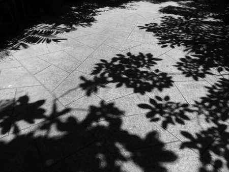 tree shadow on street floor black and white styleの写真素材