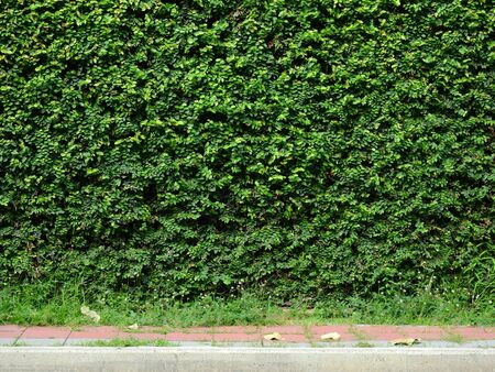 green creeper on wall backgroundの写真素材