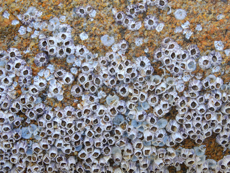 Oyster shells on rock