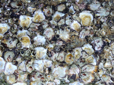Oyster shells on rock