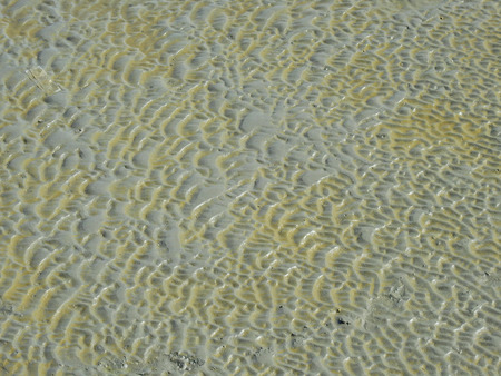 Wetlands texture