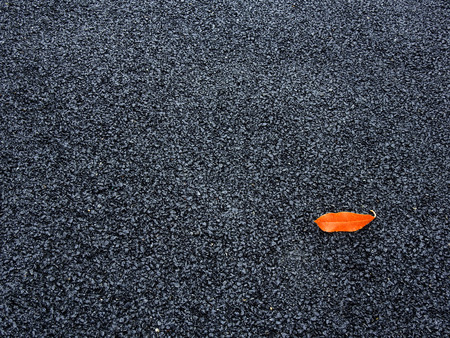 autumn leaf on asphalt roadの写真素材