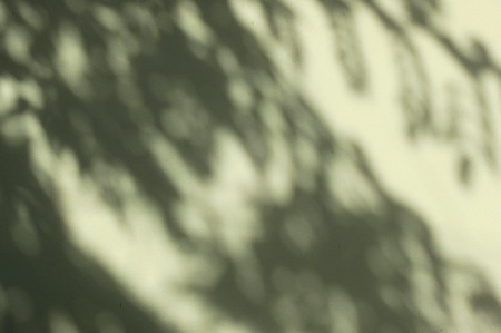 abstract shadow leaf on wall background
