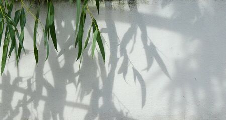 green eucalyptus leaf with shadow on white wallの写真素材