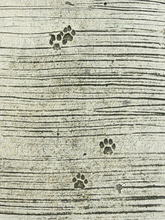 Dog foot print on concrete floor textureの写真素材