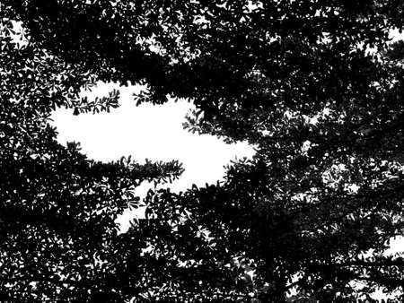 silhouette leaf of tree branch on white background ( photo )