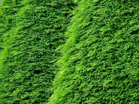 green leaf bush in gardenの写真素材