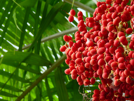 cluster of red dates of palm tree