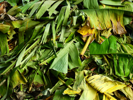pile of autumn banana leafの写真素材