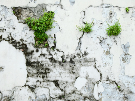 old crack wall with plantの写真素材