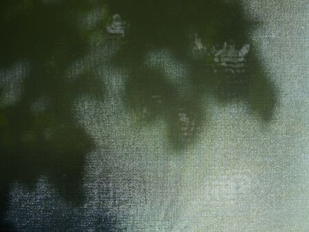 shadow of the leaf on glass window wall