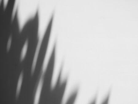 abstract shadow leaf on white wall backgroundの写真素材