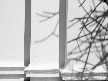 shadow tree on white wallの写真素材