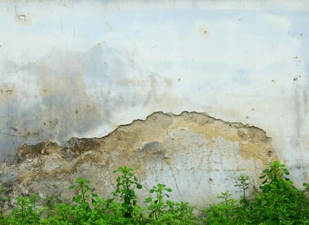age street wall with plantの写真素材