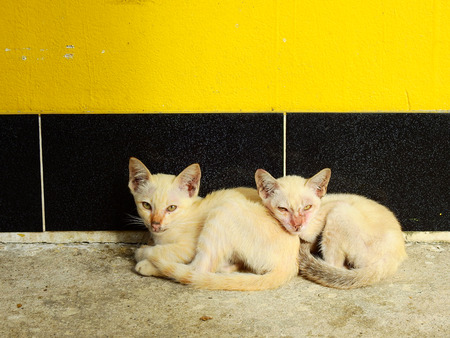 sleep cat on street floorの写真素材