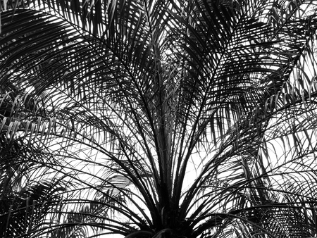 silhouette palm leaf on white backgroundの写真素材