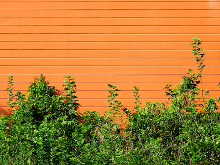 orange wall with green treeの写真素材