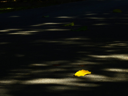 autumn leaf on asphalt road with light and shadow