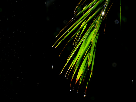 green palm leaf with rain drop in nature