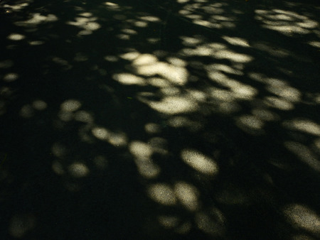 shadow of tree on asphalt roadの写真素材