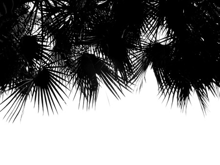 beautiful palms leaf on white backgroundの写真素材