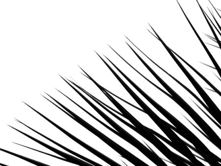 silhouette palm leaf on white backgroundの写真素材