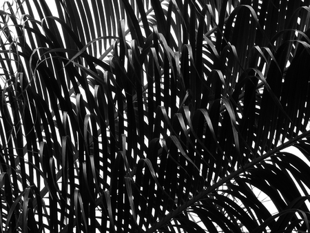 silhouette palm leaf on white backgroundの写真素材