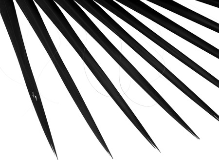 silhouette palm leaf on white backgroundの写真素材