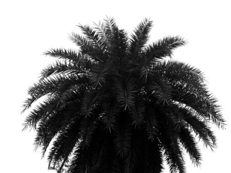 silhouette palm tree on white backgroundの写真素材