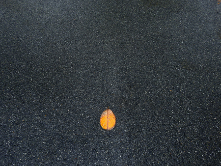 autumn leaf on wet asphalt road textureの写真素材