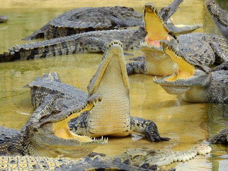 Crocodile in the zooの写真素材