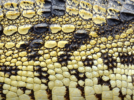 crocodile skin texture