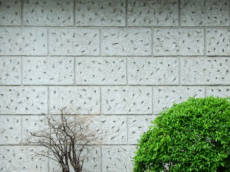 aged street wall with tree