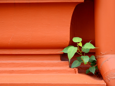bodhi tree grow on brown wallの写真素材