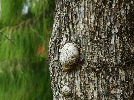 pine tree bark textureの写真素材