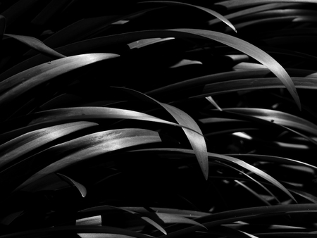 black and white leaf with light and shadow in gardenの写真素材