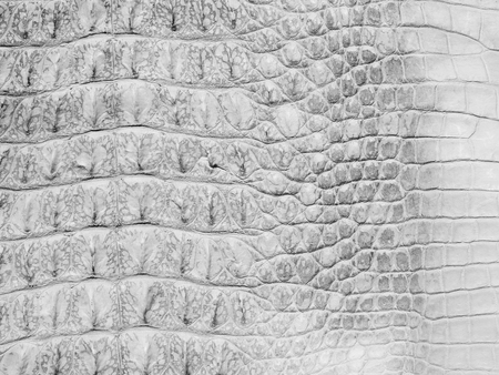 white crocodile skin textureの写真素材