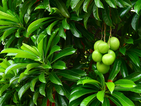 Cerbera oddloam fruit on tree