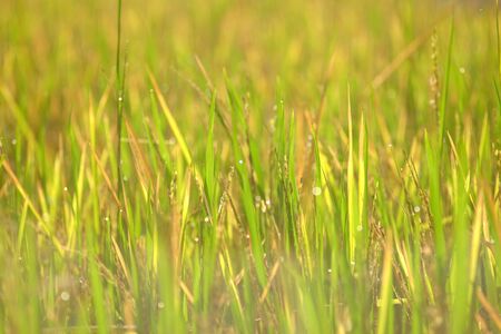 green leaf of rice plant in the field with bokeh of morning light の写真素材