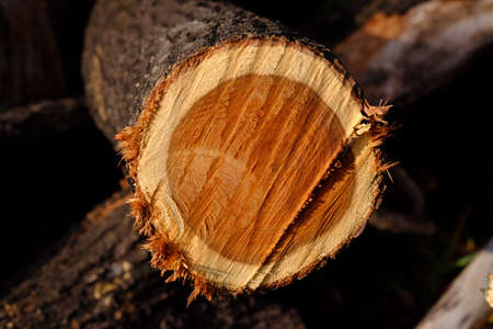 pile of log closeupの写真素材