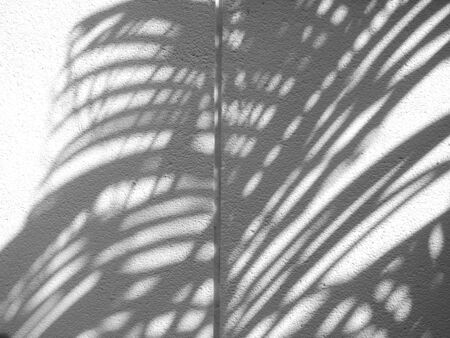 shadow of palm leaf on stone white wall textureの写真素材