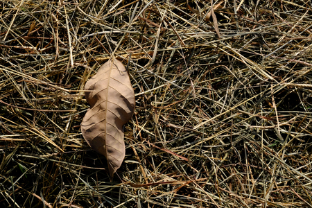 dry brown leaf on dry grass in gardenの写真素材